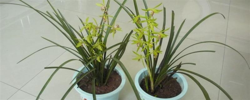 夏季兰花的养护管理要点，夏天要注意遮光处理