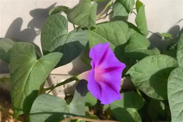 牵牛花只长叶不开花如何处理，缺少光照要将它放在阳光充足的地方养护