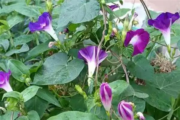 牵牛花只长叶不开花如何处理，缺少光照要将它放在阳光充足的地方养护