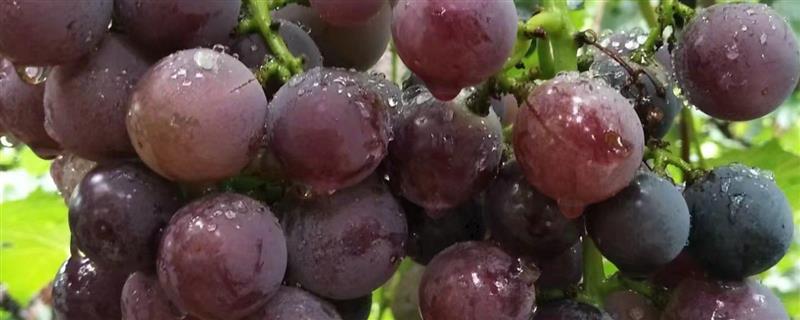 大葡萄的品种介绍，常见的有歌海娜、桑娇维塞等