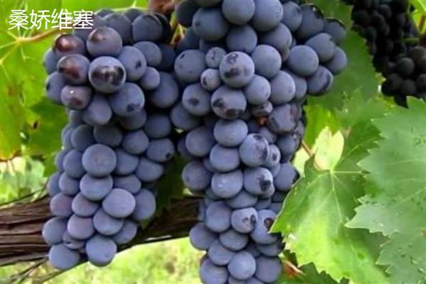 大葡萄的品种介绍，常见的有歌海娜、桑娇维塞等