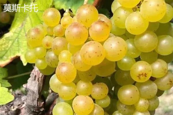 大葡萄的品种介绍，常见的有歌海娜、桑娇维塞等