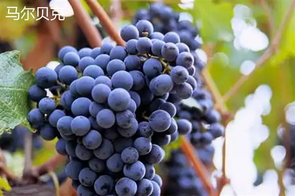 大葡萄的品种介绍，常见的有歌海娜、桑娇维塞等