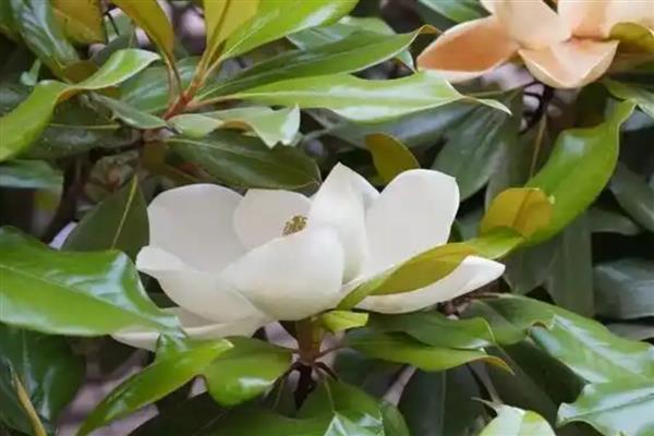 为什么广玉兰先开花后长叶，其花芽一般是在秋季就形成了