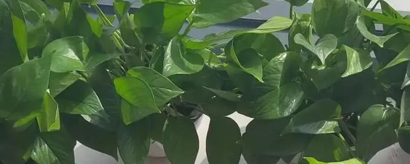 绿萝能不能养在阳台上，光照充足能让叶色更翠绿