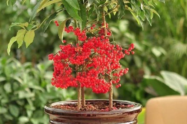 富贵籽好不好养,属于好养的植物