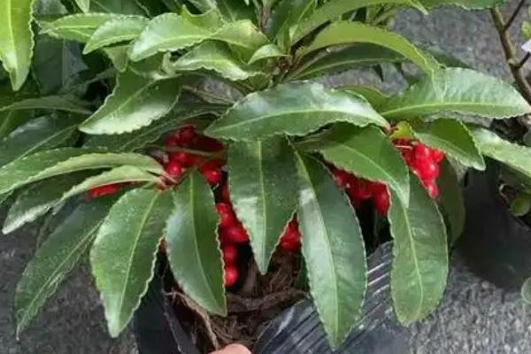 富贵籽好不好养,属于好养的植物