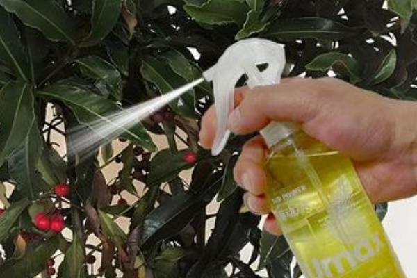 富贵籽好不好养,属于好养的植物