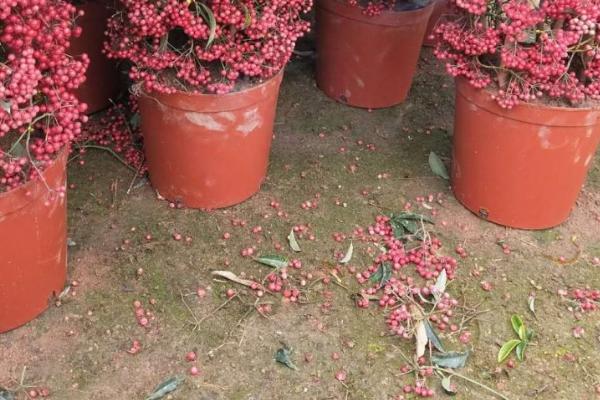 富贵籽好不好养,属于好养的植物