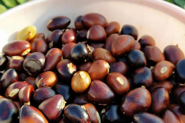 富贵籽好不好养,属于好养的植物