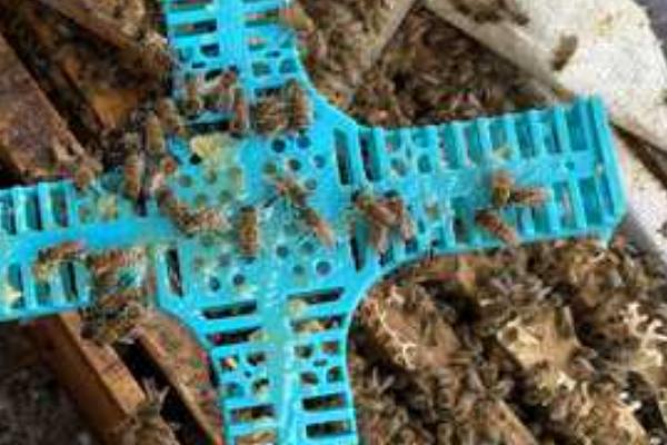 没有蜂王的蜜蜂如何养，最好是介入一只新王