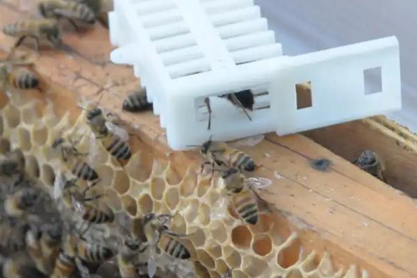 没有蜂王的蜜蜂如何养，最好是介入一只新王