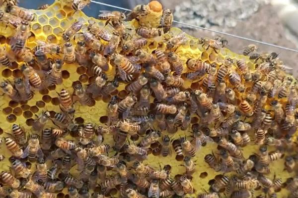 没有蜂王的蜜蜂如何养，最好是介入一只新王