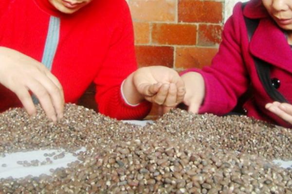 棉花种子如何贮藏，棉花种子水分含量不宜超过11-12%