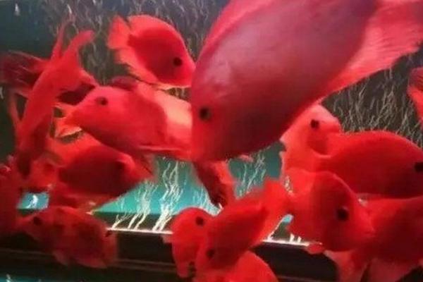 鹦鹉鱼不游动在缸底的原因，温度过低、受惊、缺氧都会造成