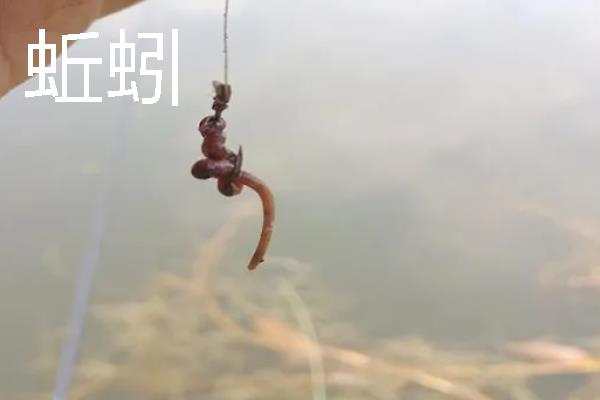 野钓用多大的伊势尼钩，垂钓小鱼用1号以下的钩型
