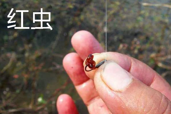 野钓用多大的伊势尼钩，垂钓小鱼用1号以下的钩型