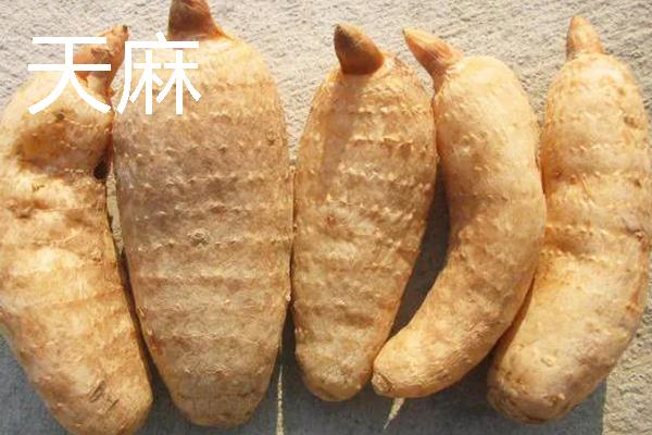 种什么药材可以赚钱，天麻、大叶蒲公英等品种值得考虑