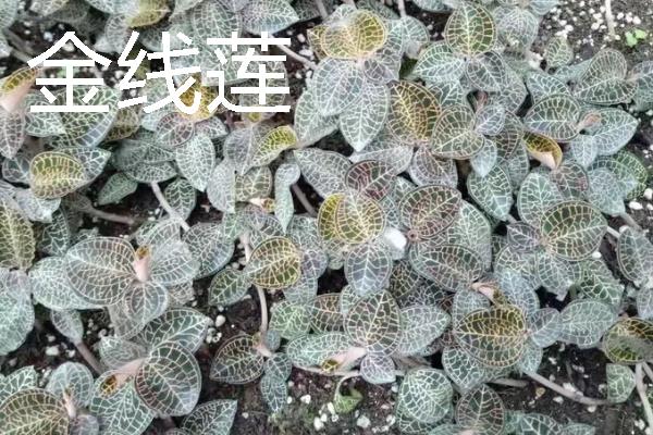 种什么药材可以赚钱，天麻、大叶蒲公英等品种值得考虑