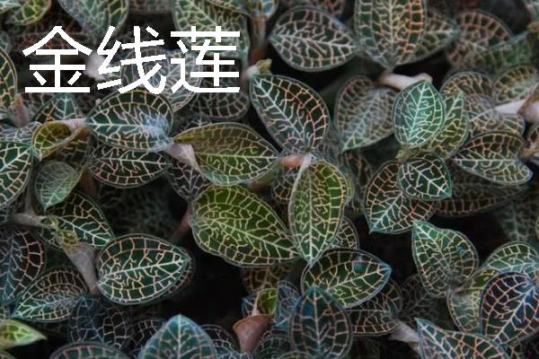 种什么药材可以赚钱，天麻、大叶蒲公英等品种值得考虑