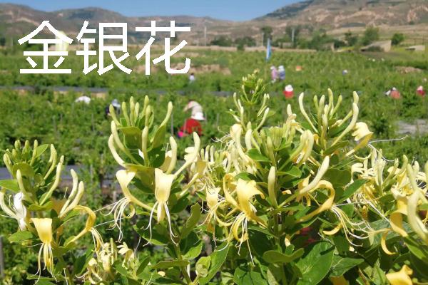 种什么药材可以赚钱，天麻、大叶蒲公英等品种值得考虑