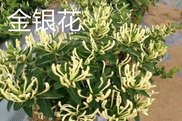 种什么药材可以赚钱，天麻、大叶蒲公英等品种值得考虑