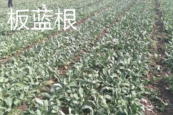 种什么药材可以赚钱，天麻、大叶蒲公英等品种值得考虑