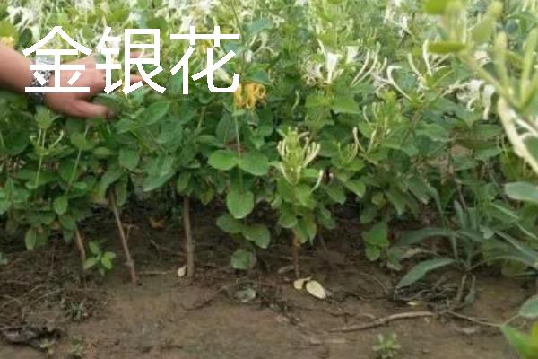 种什么药材可以赚钱，天麻、大叶蒲公英等品种值得考虑