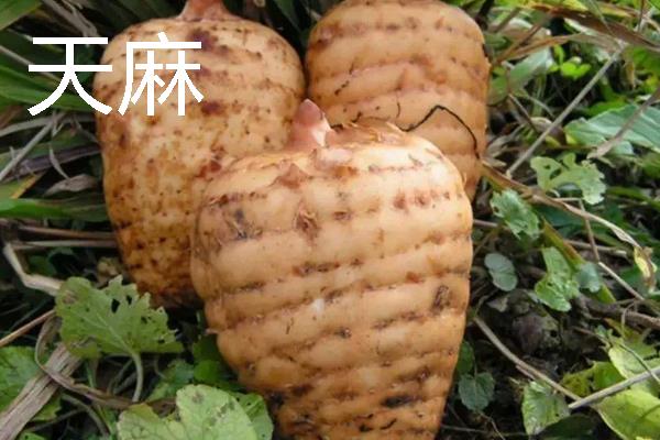 种什么药材可以赚钱，天麻、大叶蒲公英等品种值得考虑