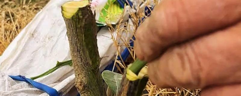 橘子树的嫁接方法，可芽接、枝接