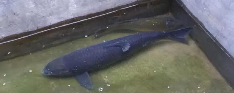 大青鱼简介，是大型淡水鱼