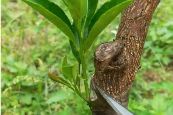 橘子树的嫁接方法，可芽接、枝接