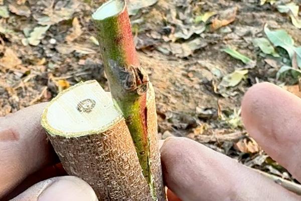 橘子树的嫁接方法，可芽接、枝接