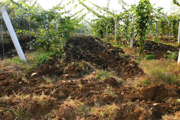 橘子树的嫁接方法，可芽接、枝接