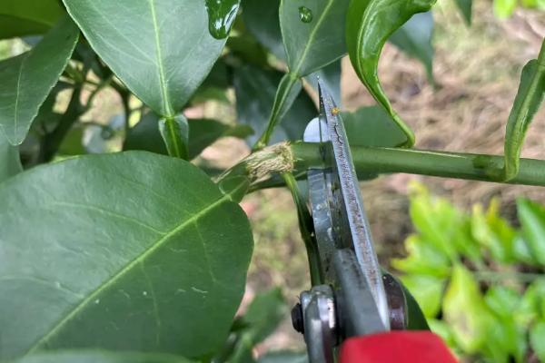 橘子树的嫁接方法，可芽接、枝接