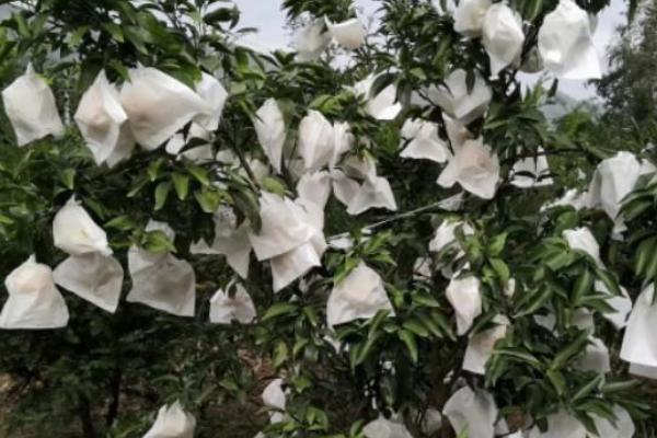 橘子树的嫁接方法，可芽接、枝接