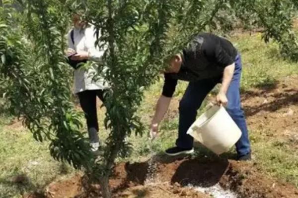苹果树秋天什么时候施肥，适合在8-9月份追施有机肥