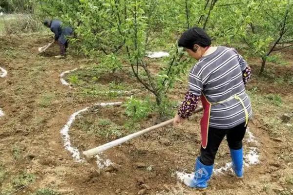 苹果树秋天什么时候施肥，适合在8-9月份追施有机肥