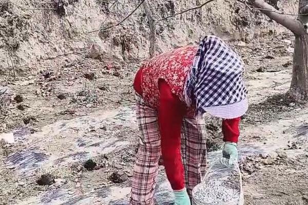 苹果树秋天什么时候施肥，适合在8-9月份追施有机肥