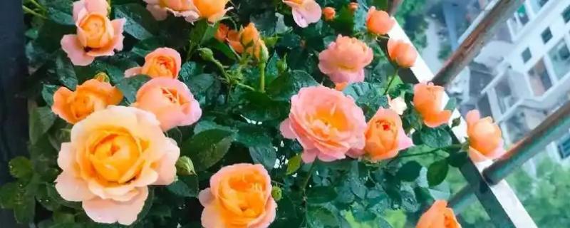 果汁阳台属于藤本还是灌木，是灌木植物