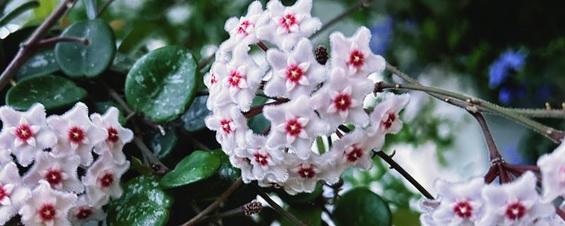 球兰花骨朵在哪里冒芽，在叶腋冒芽