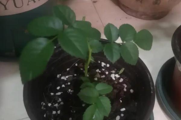 果汁阳台属于藤本还是灌木，是灌木植物