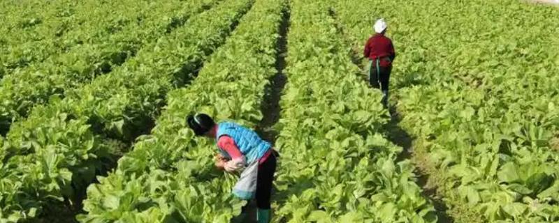 菜田怎么培肥，增施有机肥可改善土壤结构