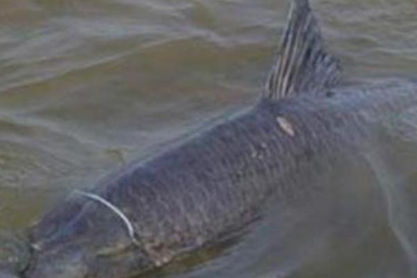 大青鱼简介，是大型淡水鱼