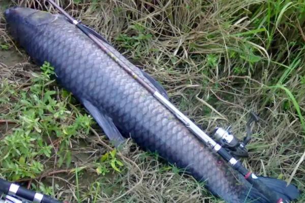 大青鱼简介，是大型淡水鱼