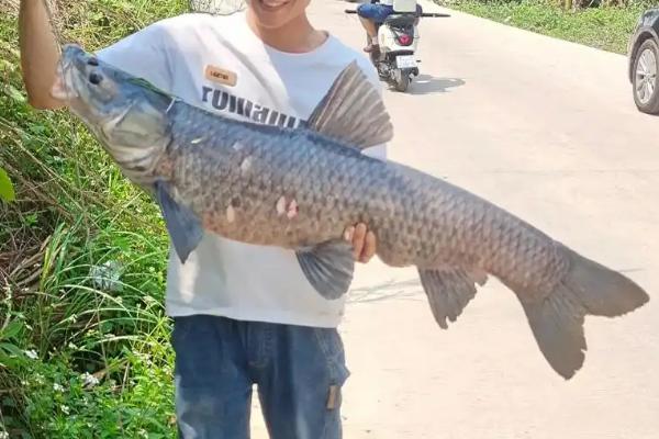 大青鱼简介，是大型淡水鱼