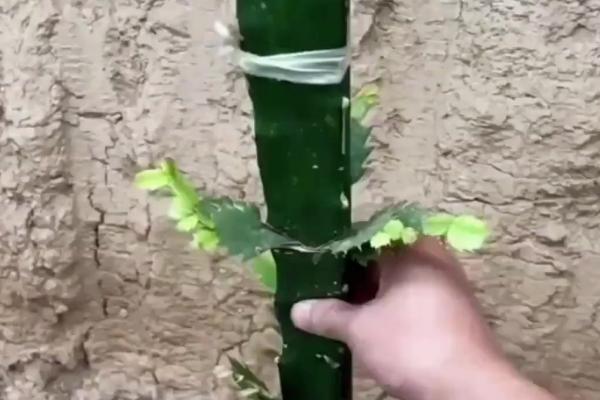 火龙果幼苗期的管理方法，主施氮肥可促进树体生长