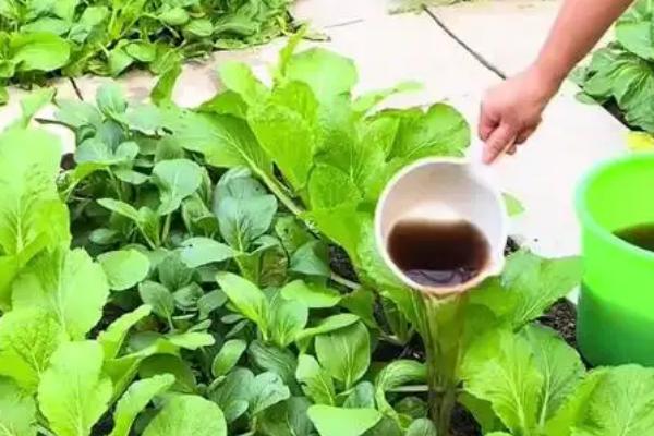 菜田怎么培肥，增施有机肥可改善土壤结构