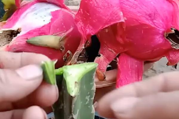 火龙果幼苗期的管理方法，主施氮肥可促进树体生长