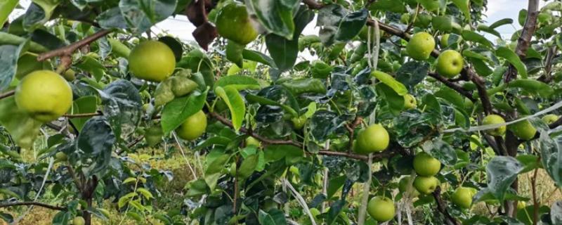 有哪些青皮梨子品种，常见的有库尔勒香梨、邹堂青皮梨等